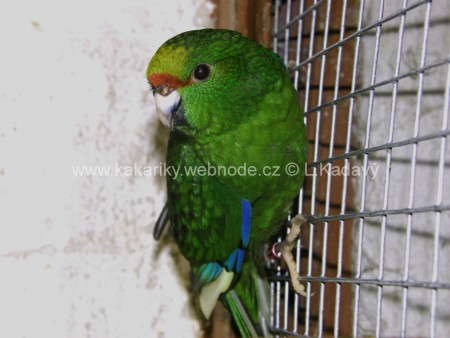 Nabídka odchovů č. 2